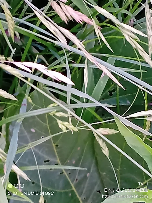 ノゲイヌムギ（花・実以外）の写真