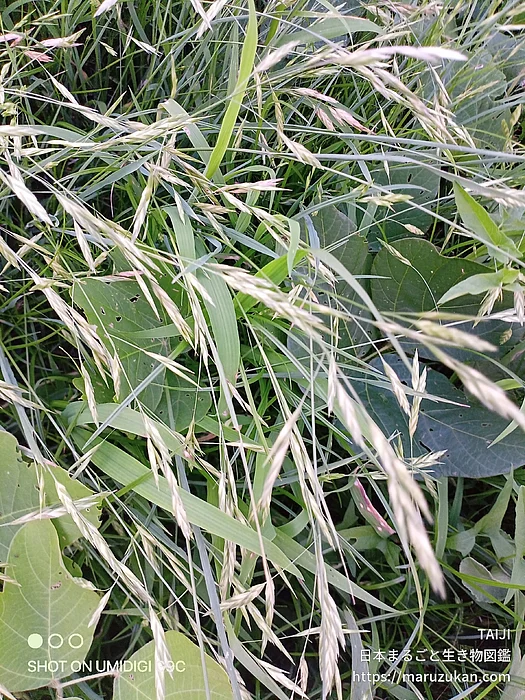 ノゲイヌムギ（花・実以外）の写真
