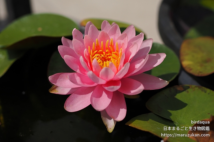 サイアムニンフ