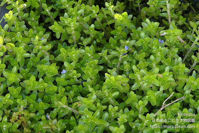 ウォーターバコパ