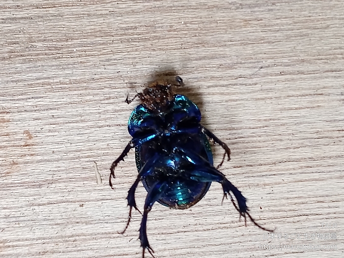 オオセンチコガネ