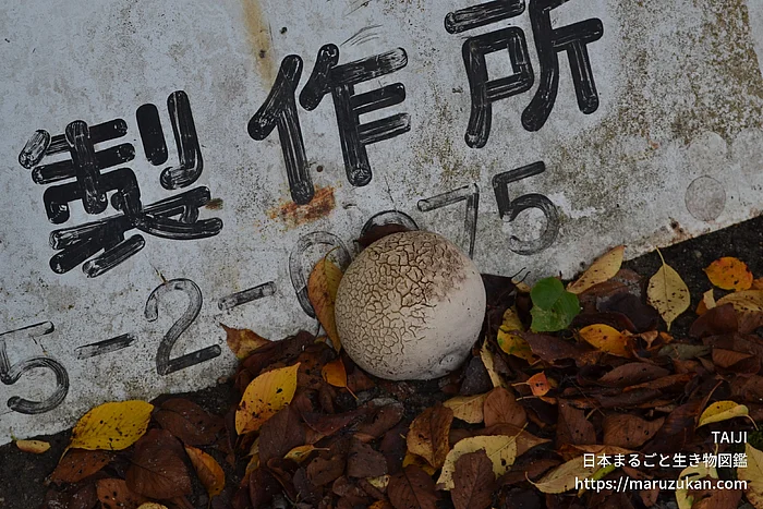 オニフスベ（花・実以外）の写真