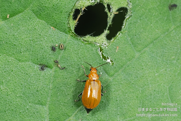 ウリハムシ