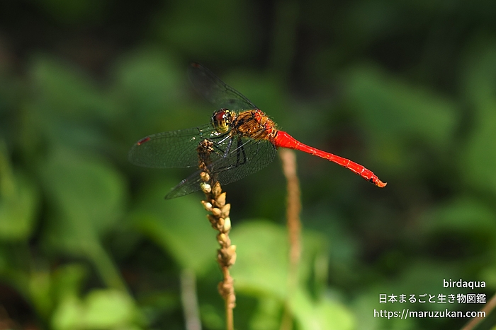 マユタテアカネ