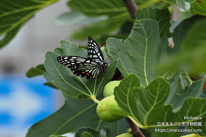 アカボシゴマダラ