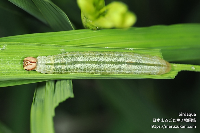 イチモンジセセリ
