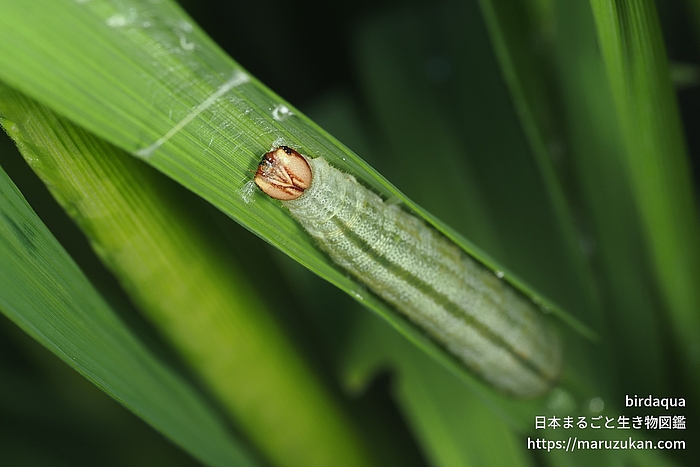 イチモンジセセリ