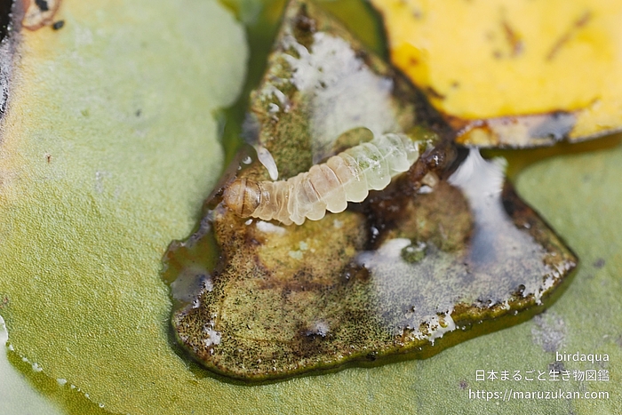 マダラミズメイガ