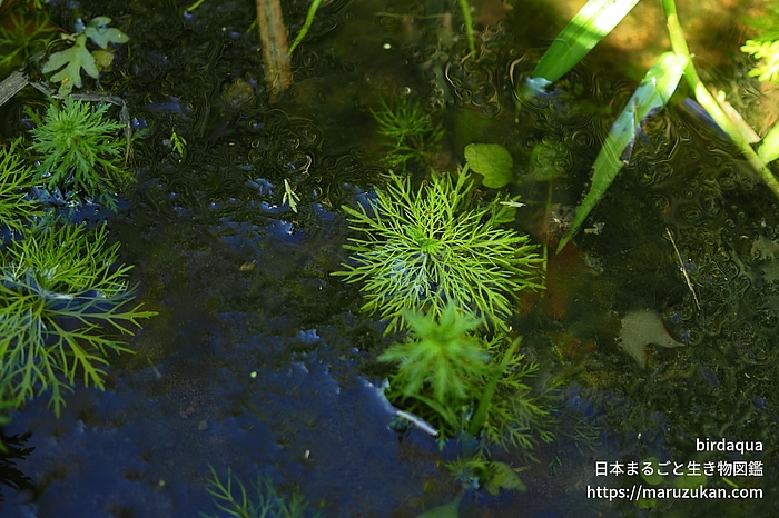キクモ