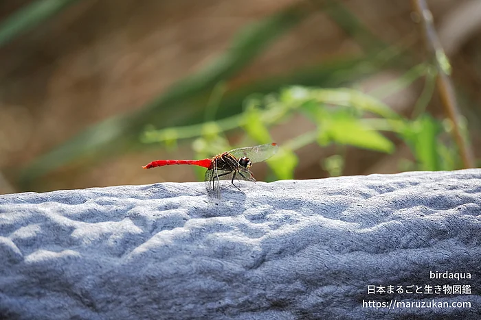 マユタテアカネ（成虫）の写真