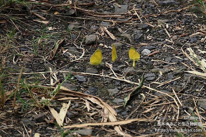 キタキチョウ