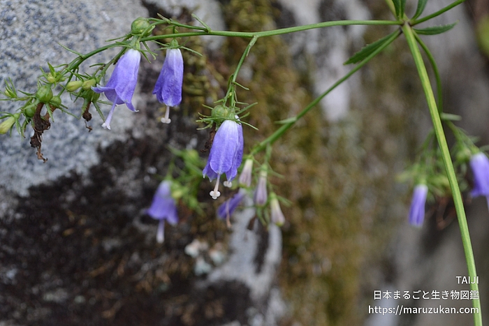 ツリガネニンジン