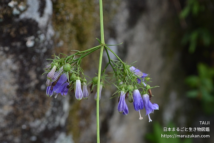 ツリガネニンジン