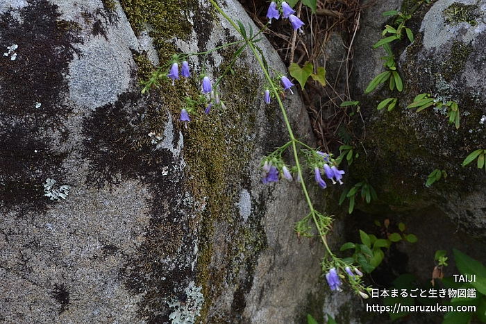 ツリガネニンジン