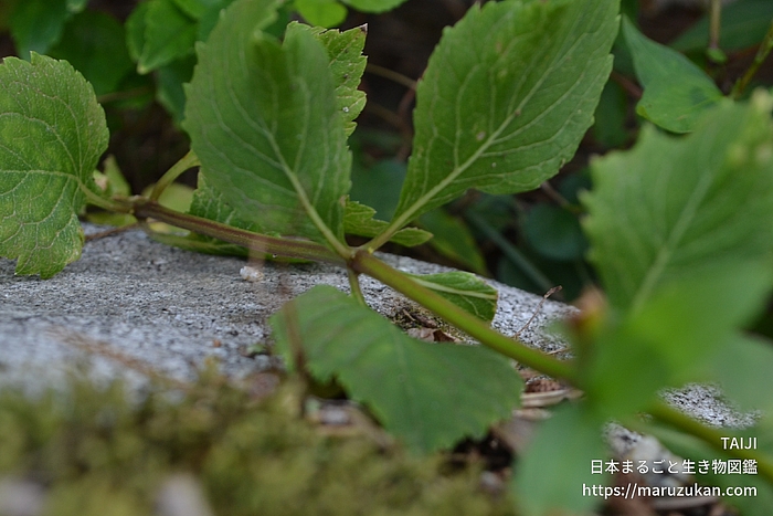 ツリガネニンジン