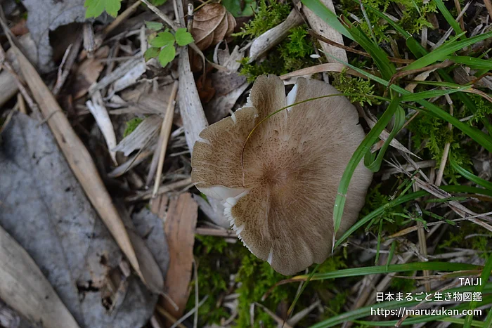 サクラシメジ（花・実以外）の写真