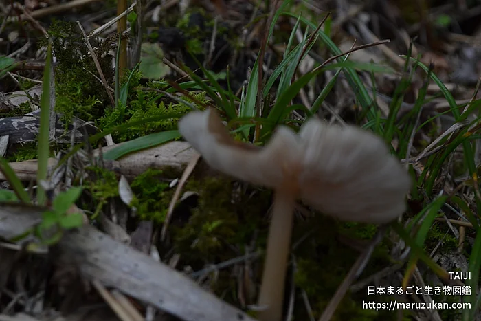 サクラシメジ（花・実以外）の写真