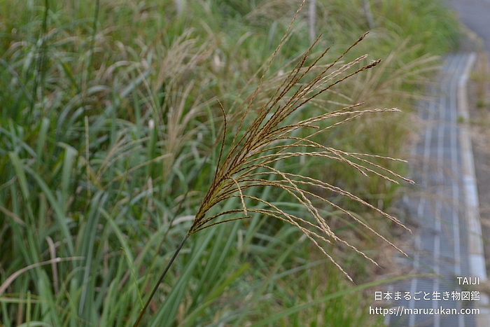 ススキ