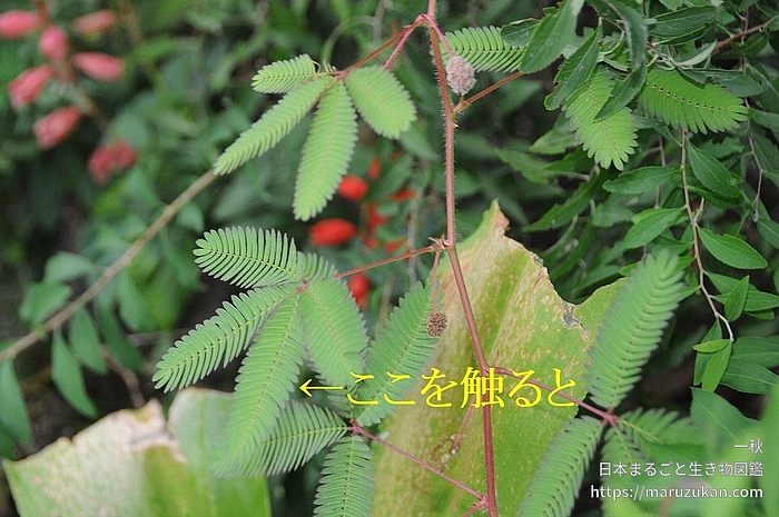 オジギソウ
