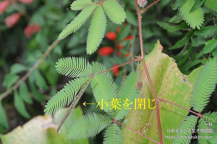 オジギソウ