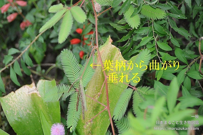 オジギソウ