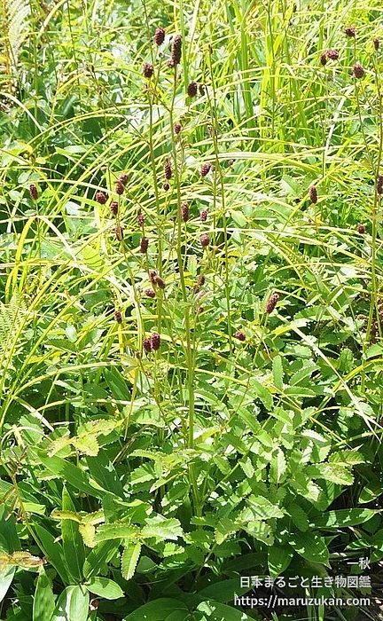 ミヤマワレモコウ（花）の写真