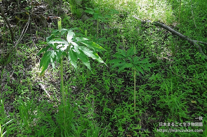 ヤマトテンナンショウ