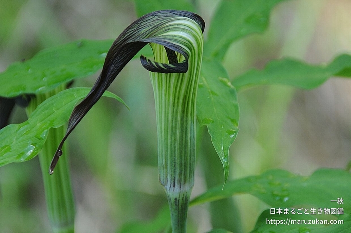 ヤマトテンナンショウ