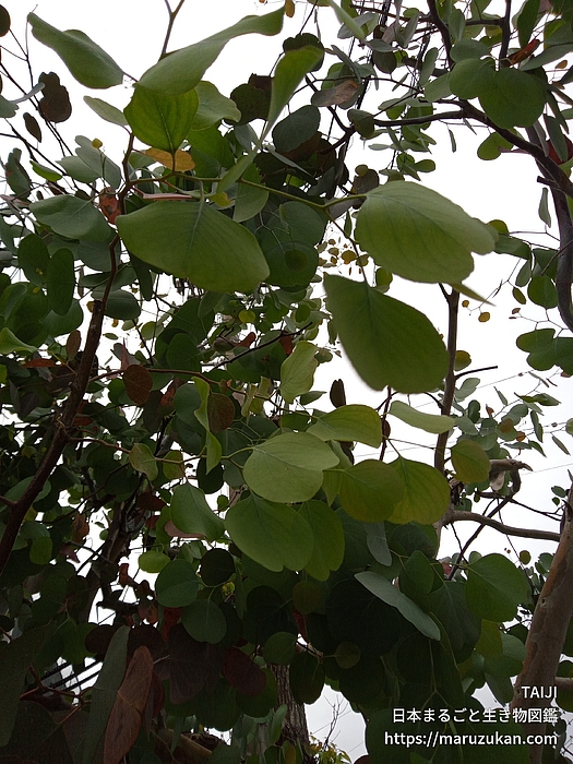 ユーカリ・ポポラス