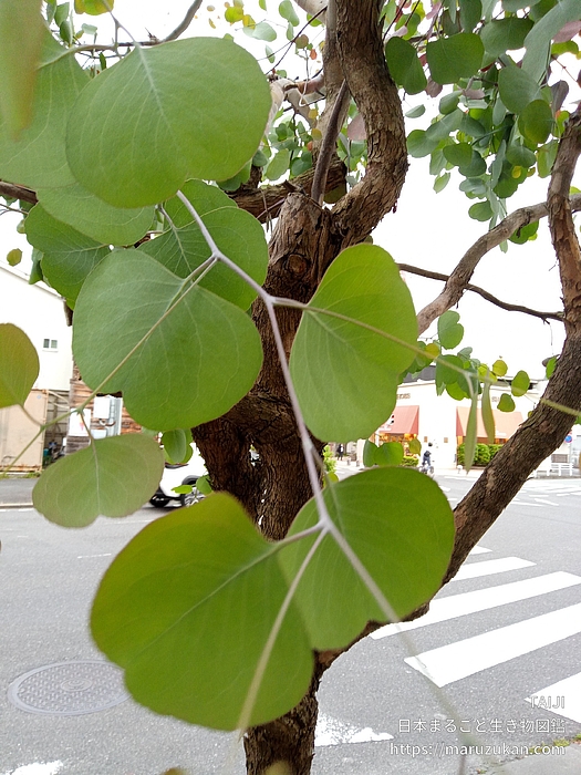 ユーカリ・ポポラス