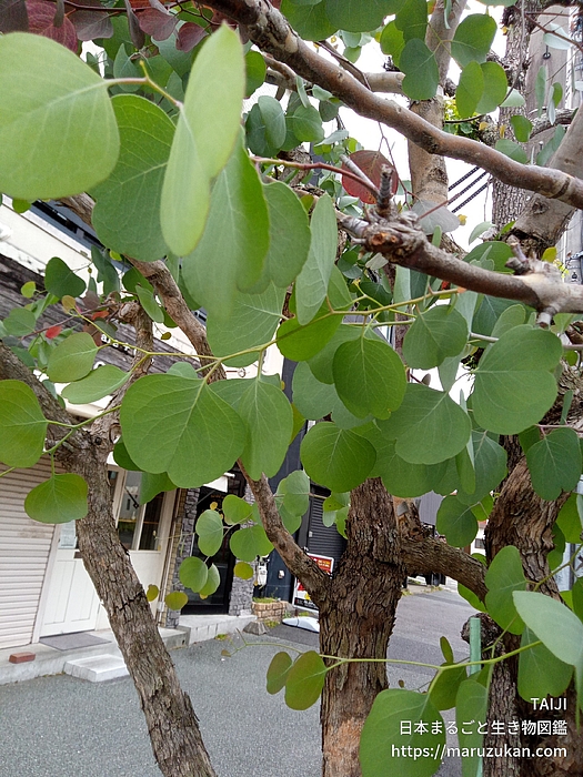 ユーカリ・ポポラス