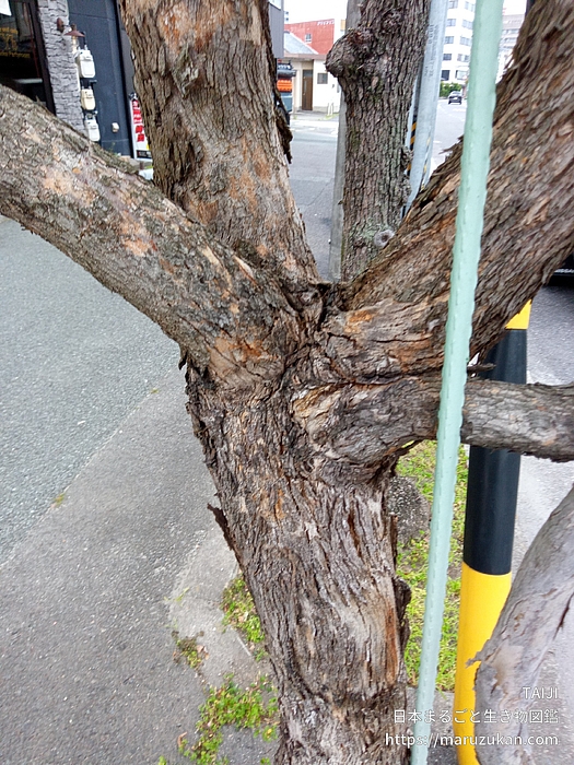 ユーカリ・ポポラス