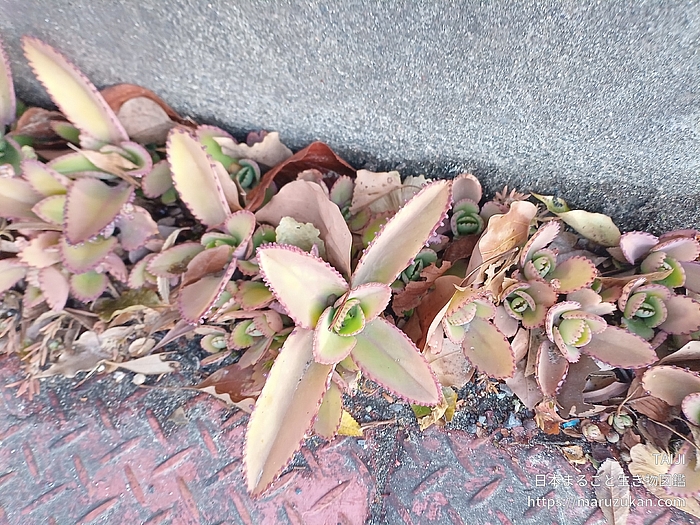 コダカラベンケイ