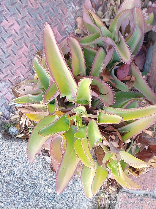 コダカラベンケイ