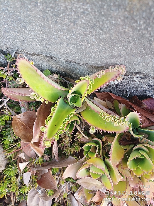 コダカラベンケイ