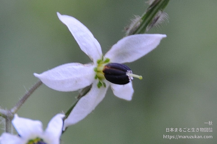 ヒヨドリジョウゴ