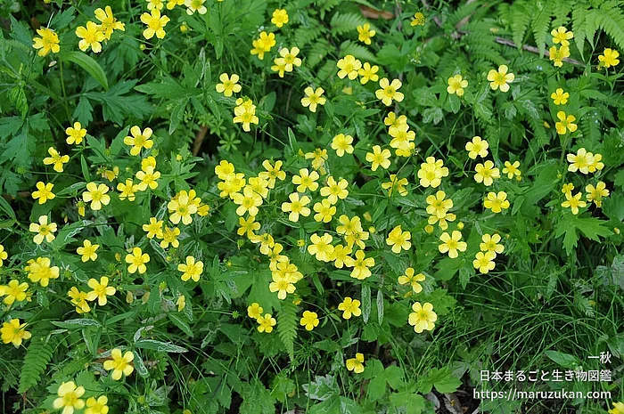 ウマノアシガタの写真