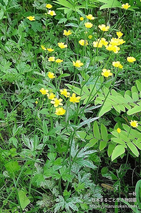 ウマノアシガタ