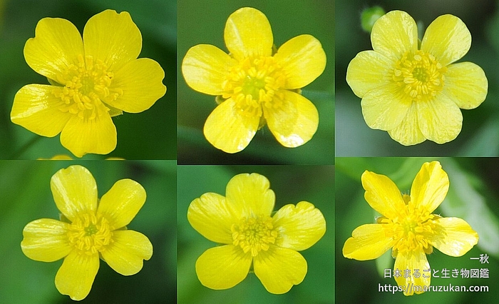 ウマノアシガタ