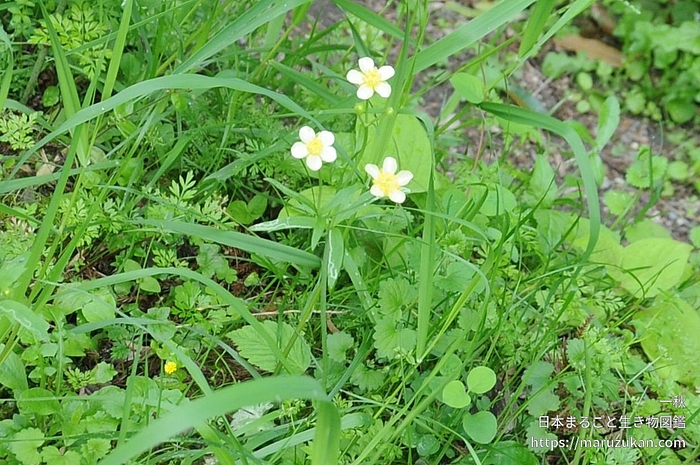 ウマノアシガタ