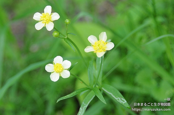 ウマノアシガタ