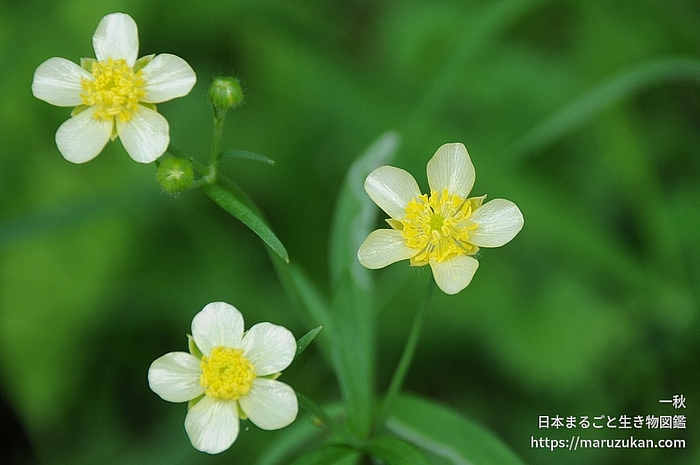 ウマノアシガタ