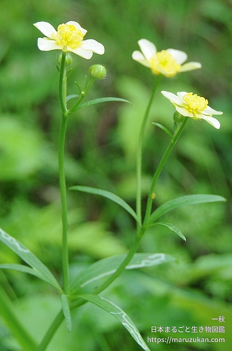 ウマノアシガタ