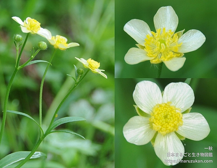 ウマノアシガタ