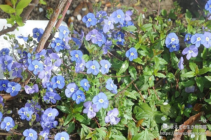 ベロニカ・ペドゥンクラリス（花）の写真