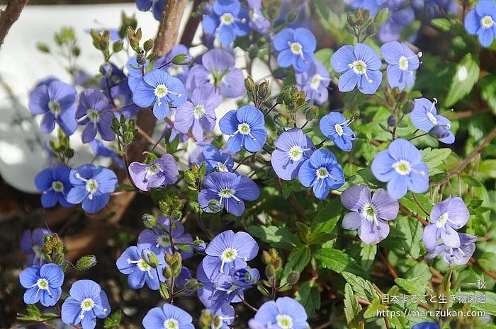 ベロニカ・ペドゥンクラリス（花）の写真