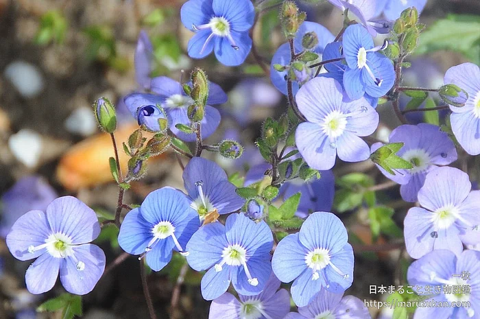 ベロニカ・ペドゥンクラリス（花）の写真