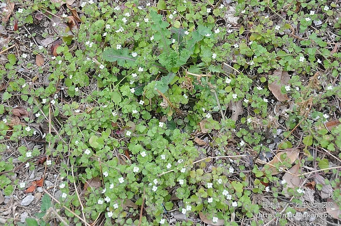 コゴメイヌノフグリ（花）の写真