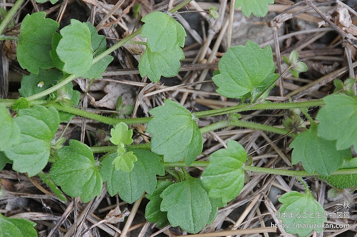 コゴメイヌノフグリ