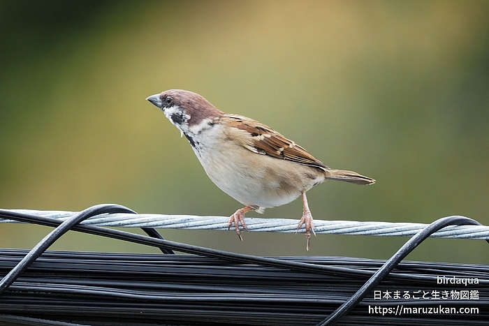 スズメ